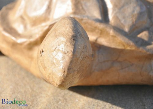 De kop van de biologisch afbreekbare zee-urn Schildpad, gemaakt van gerecycled papier voor een asbijzettijng op zee